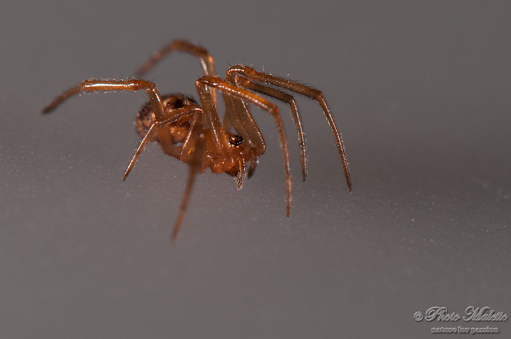 Steatoda sp. - Genova (GE)
